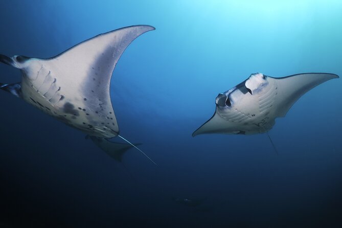 Kona Manta Ray Night Snorkel Adventure! Small Group - Holding the light board above the rays