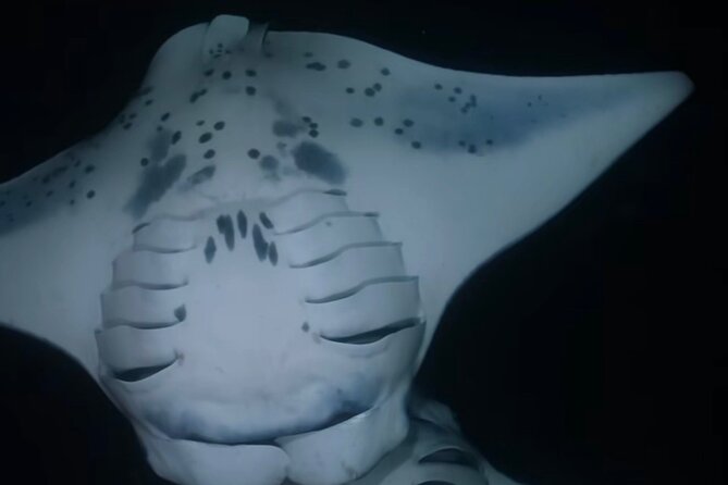 KONA Manta Ray Night Snorkel - FREE re-ride if no Sightings - Why Kona’s night manta encounter feels different