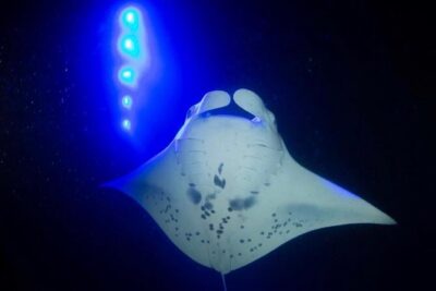 KONA Manta Ray Night Snorkel – FREE re-ride if no Sightings