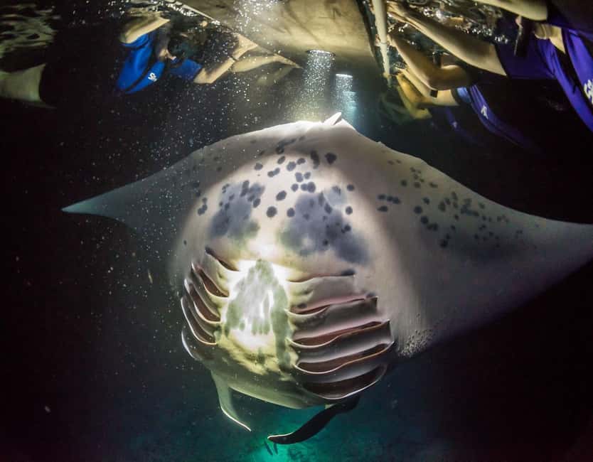Kona: Manta Ray Snorkel Tour, Guaranteed or Come Again Free - What happens from check-in to the water