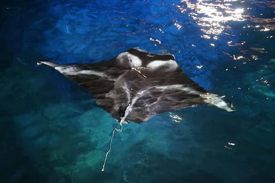 Kona: Manta Ray Snorkel Tour, Guaranteed or Come Again Free - Staying warm in Kona’s night water