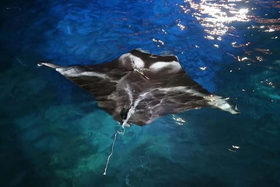 Kona: Manta Ray Snorkel Tour, Guaranteed or Come Again Free - Who should book this Kona snorkel