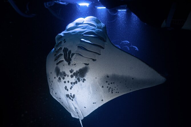 Kona Night Manta Snorkel Tour - Key points to know before booking