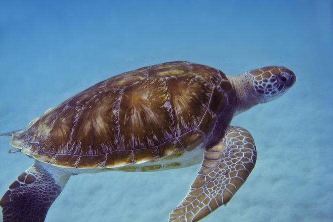 Kona Shore Excursion: Wild Dolphin Reefs Snorkel and Sea Caves - Crew support in the water