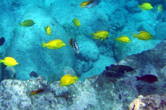 Kona Shore Excursion: Wild Dolphin Reefs Snorkel and Sea Caves - Lunch, snacks, and what $149 buys you