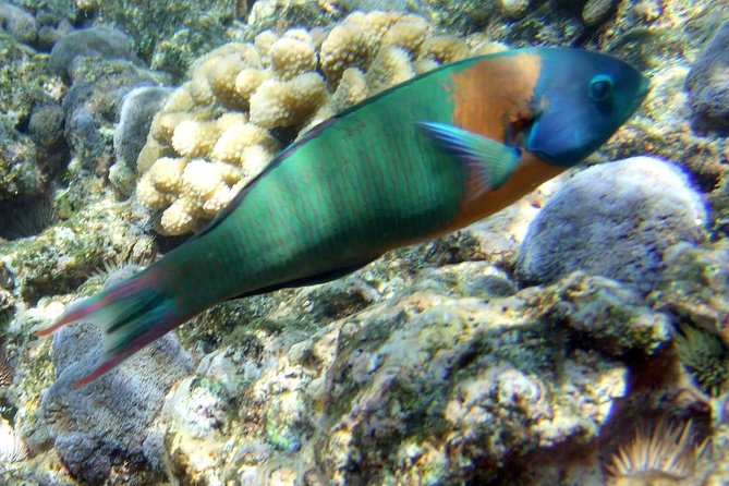 Kona Shore Excursion: Wild Dolphin Reefs Snorkel and Sea Caves - Timing for cruise-ship passengers