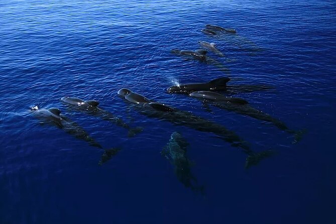 Kona Snorkel Tour: Captain Cook Reef Snorkel, Dolphin & Sea Caves - Why the small Zodiac changes the Kona coast experience