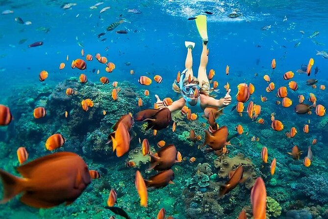 Kona Snorkel Tour: Captain Cook Reef Snorkel, Dolphin & Sea Caves - Snorkeling at Captain Cook Monument