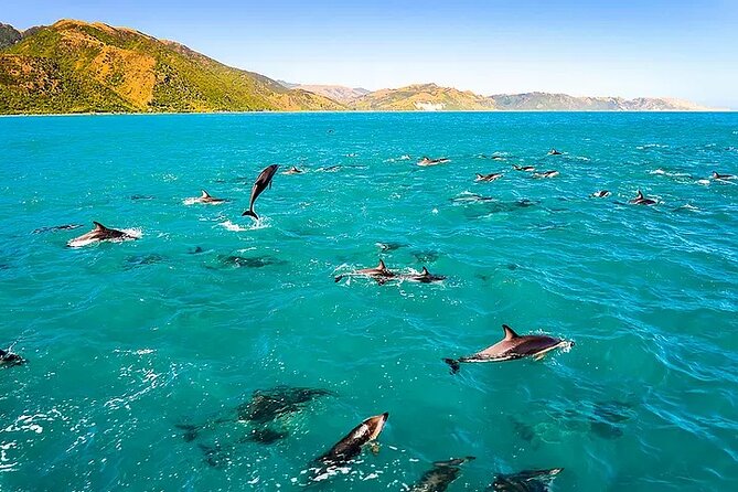 Kona Snorkel Tour: Captain Cook Reef Snorkel, Dolphin & Sea Caves - The fast run to Kealakekua Bay