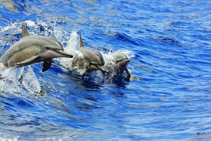 Kona Turtle Snorkel Sail with Lunch and Drinks - Key points to know before you book