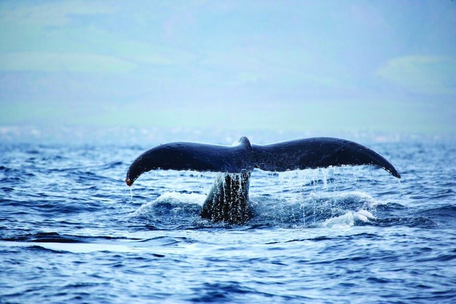 Kona Turtle Snorkel Sail with Lunch and Drinks - Should you book the Kona Turtle Snorkel Sail?
