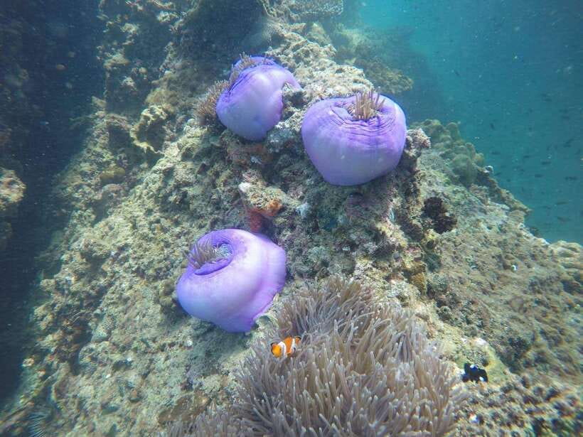 Krabi: 7 Islands Sunset Tour with Buffet Dinner & Snorkeling - Koh Poda, where dinner meets sunset