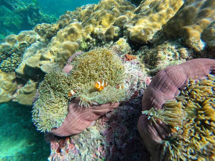 Krabi Aonang: Koh Rok & Koh Haa Snorkelling Day Trip + Lunch - Koh Rok Yai beach, lunch, and a useful pause