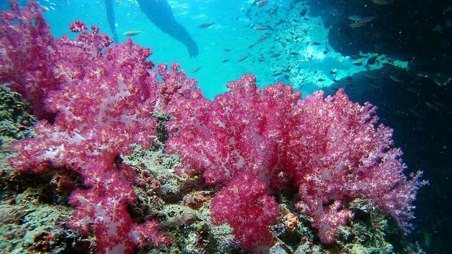 Krabi: Freediving and Snorkeling at Yawasam and Talu Island - Who gets the best value from $59