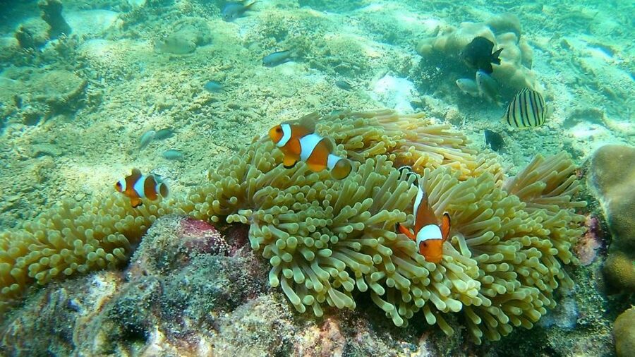 Krabi: Freediving and Snorkeling at Yawasam and Talu Island - Talu Island, the rocky stop with a sea tunnel