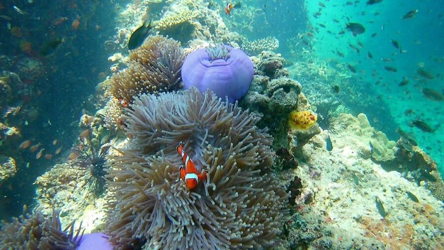 Krabi: Freediving and Snorkeling at Yawasam and Talu Island - Weather, water quality, and realistic expectations