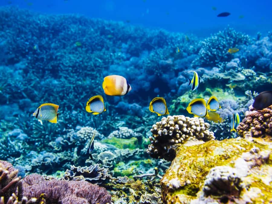 Krabi: Private 4 Islands Snorkeling Tour with Long-Tail Boat - A private route through Krabi’s best-known islands