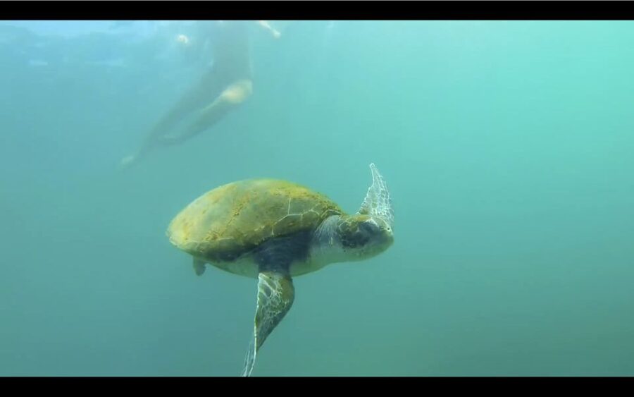 La Jolla: 2.5-Hour Kayak and Snorkel Tour - La Jolla’s Caves Depend on the Ocean
