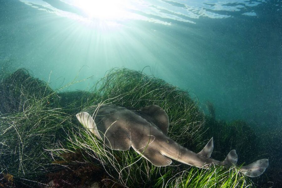 La Jolla: 2.5-Hour Kayak and Snorkel Tour - Water Temperature and Visibility Matter