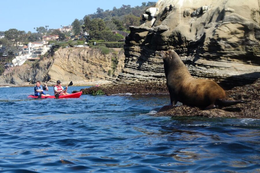 La Jolla: 2.5-Hour Kayak and Snorkel Tour - Price, Timing, and Practical Value