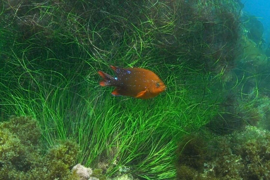 La Jolla: 2.5-Hour Kayak and Snorkel Tour - Snorkeling Over Reef and Sandy Flats