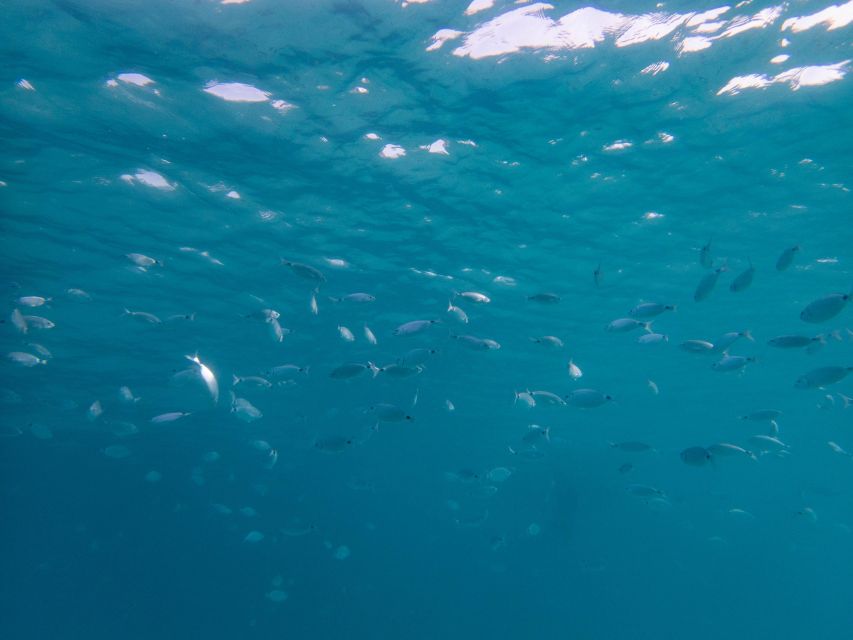 La Maddalena: afternoon snorkeling tour from Porto Pollo - Who should book this afternoon?
