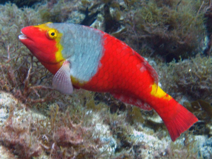 La Palma: Atlantic Snorkeling Tour with Full Gear Rental - What $41 buys along La Palma’s coast