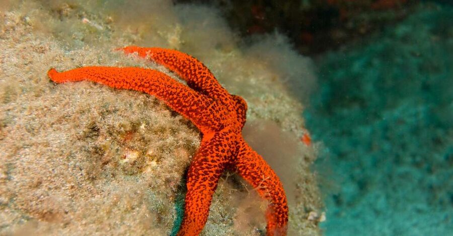 La Palma: Atlantic Snorkeling Tour with Full Gear Rental - Why Malpique is usually the first choice
