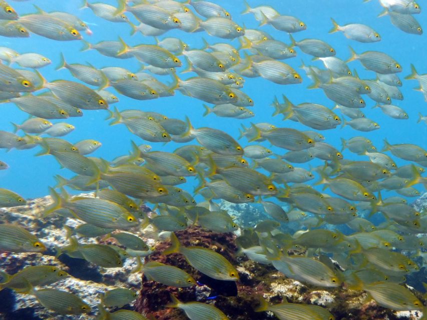 La Palma: Atlantic Snorkeling Tour with Full Gear Rental - Booking details worth keeping in mind
