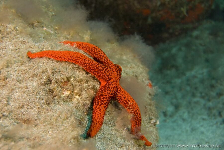 La Palma: Atlantic Snorkeling Tour with Full Gear Rental - Meeting in Fuencaliente or at the beach