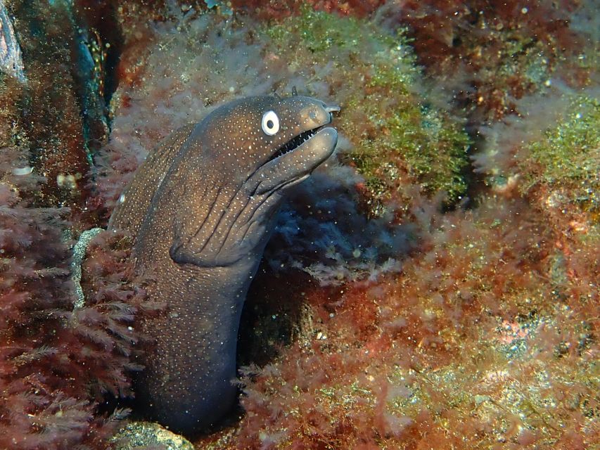 La Palma : Snorkeling Tour in Los Cancajos - Key points to know before booking