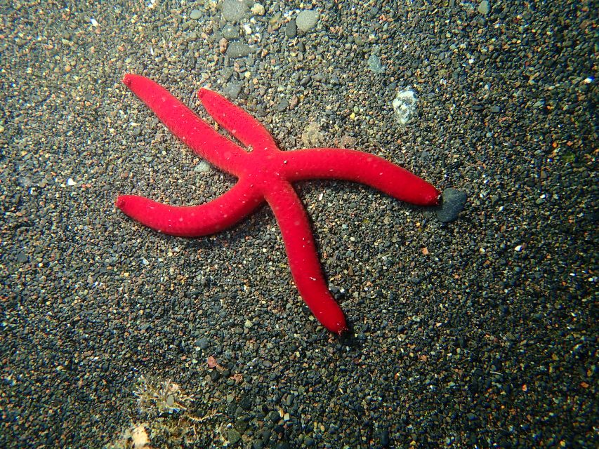 La Palma : Snorkeling Tour in Los Cancajos - The value of the small group