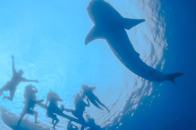 La Paz Whale Shark Snorkeling Tour and Lunch From Los Cabos - The early ride from Los Cabos to La Paz