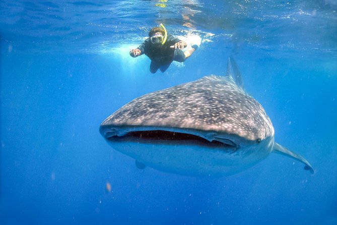 La Paz Whale Shark Snorkeling Tour and Lunch From Los Cabos - Swimming beside the whale sharks