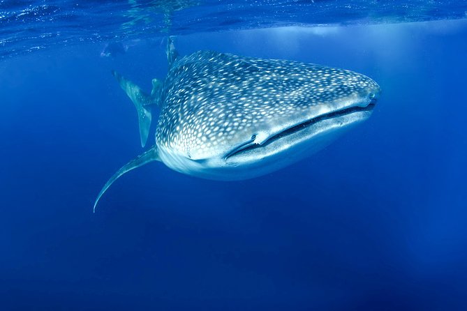 La Paz Whale Shark Snorkeling Tour and Lunch From Los Cabos - What lunch adds to the long day