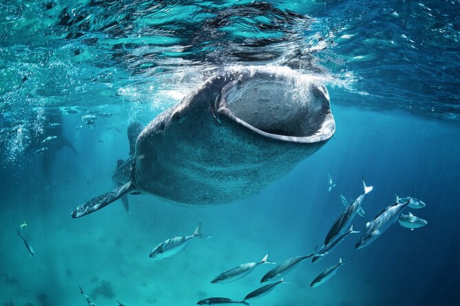 La Paz Whale Shark Snorkeling Tour and Lunch From Los Cabos - Who should choose this tour?