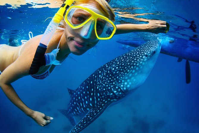 La Paz Whale Shark Snorkeling Tour and Lunch From Los Cabos - Meeting the panga at La Paz Malecon