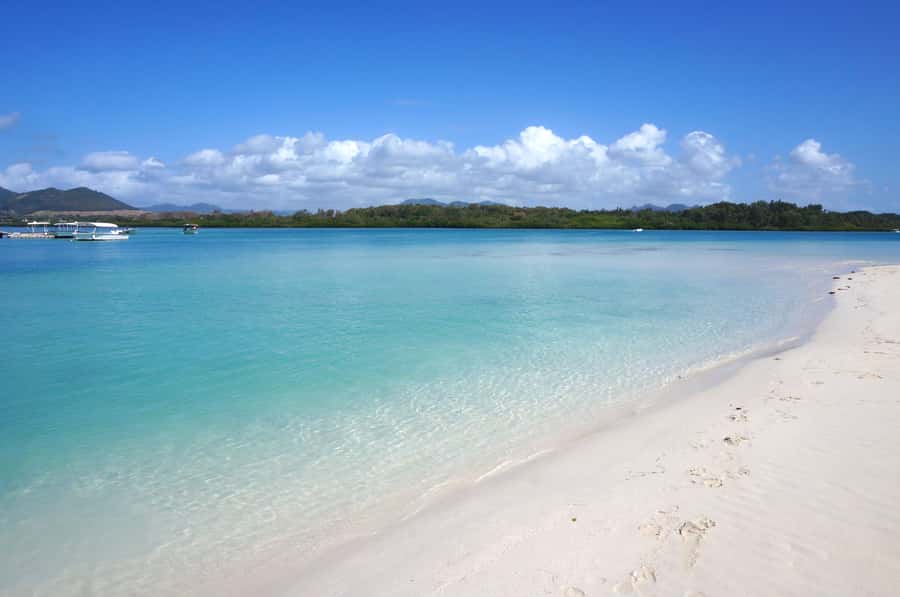 La Preneuse: Dolphin Swimming and Snorkeling Speedboat Trip - Key points to know before booking