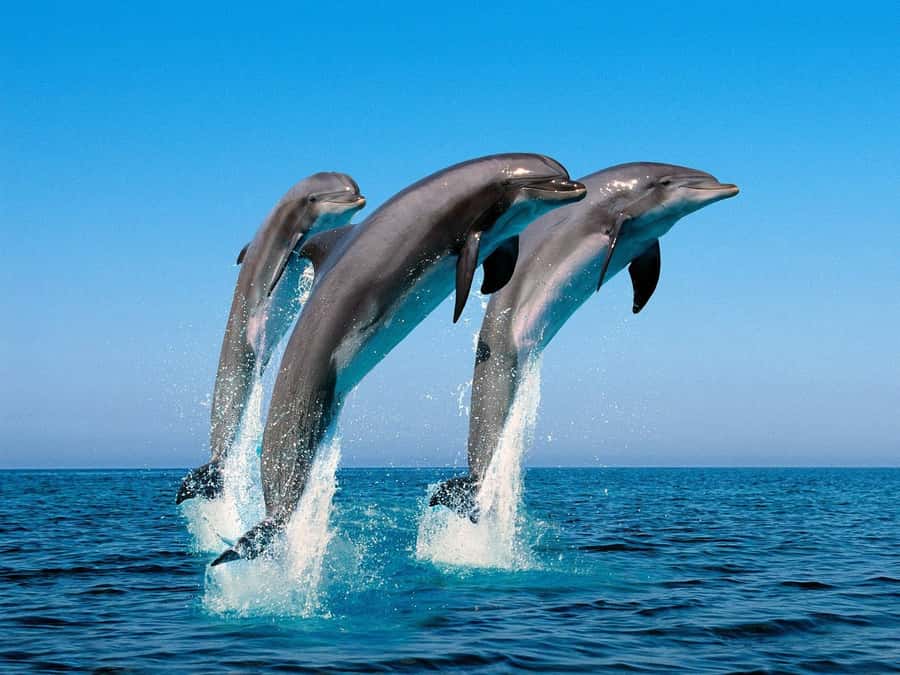 La Preneuse: Dolphin Swimming and Snorkeling Speedboat Trip - What the $47 price really buys you
