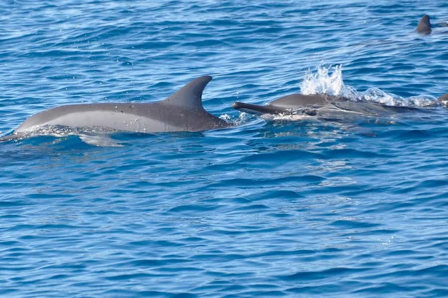 La Preneuse: Dolphin Swimming and Snorkeling Speedboat Trip - The speedboat ride toward the dolphins