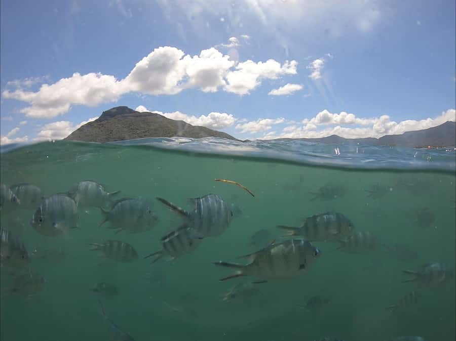La Preneuse: Dolphin Watching and Snorkeling Speedboat Tour - Searching for dolphins in open water