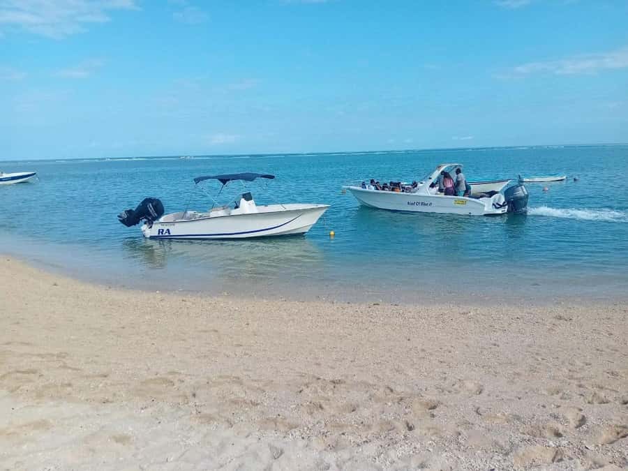 La Preneuse: Dolphin Watching and Snorkeling Speedboat Tour - The wildlife ethics question