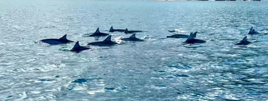 La Preneuse: Dolphin Watching and Snorkeling Speedboat Tour - Who should book this outing
