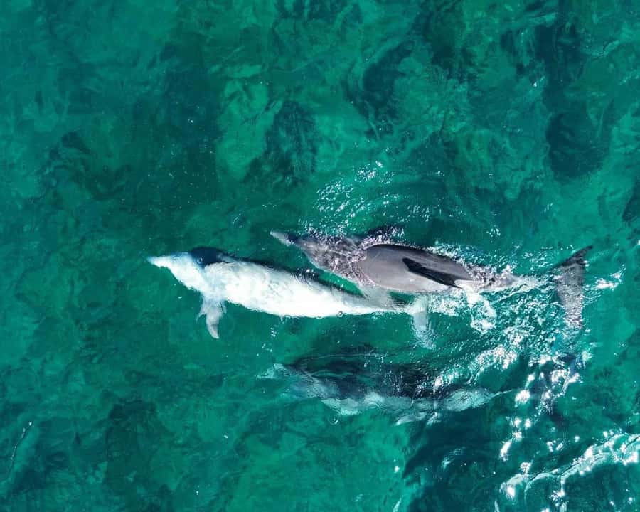 La Preneuse: Dolphin Watching and Snorkeling Speedboat Tour - The 20-minute speedboat run