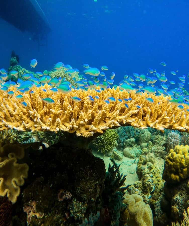 Labuan Bajo: Rangko Cave and Beach Snorkeling Half-Day Tour - Key points at a glance