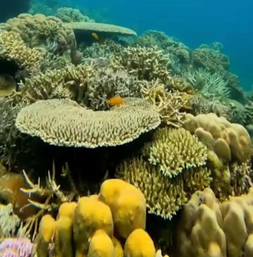 Labuan Bajo: Rangko Cave and Beach Snorkeling Half-Day Tour - What the $47 price really covers
