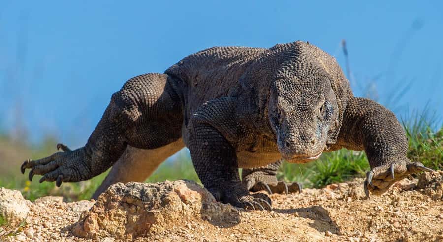Labuan Bajo: Swim and Snorkel Komodo Island Trip with Lunch - One long day from Labuan Bajo