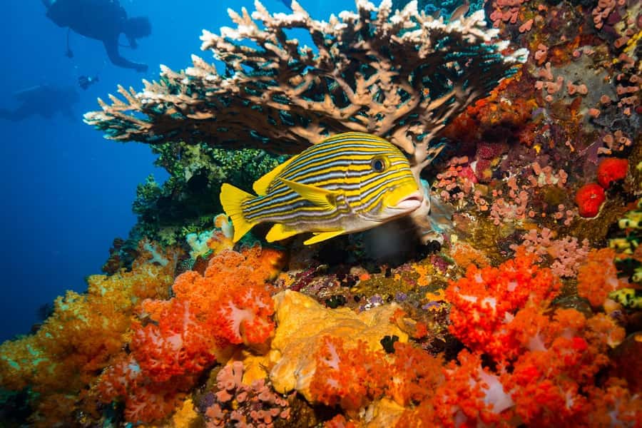 Labuan Bajo: Swim and Snorkel Komodo Island Trip with Lunch - Pink Beach is more than a photo stop