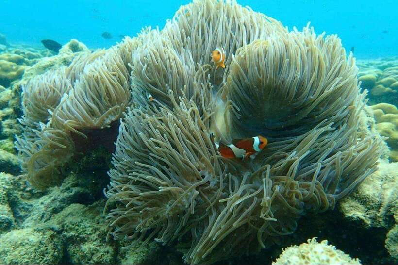 Langkawi: Dangli Island Snorkel and Swim Speedboat Tour - Key points at a glance