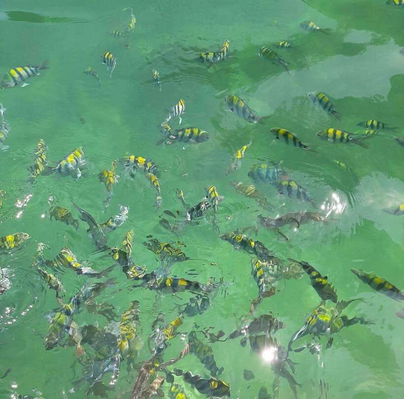 Langkawi: Dangli Island Snorkel and Swim Speedboat Tour - A slower hour at Pantai Pasir Panjang
